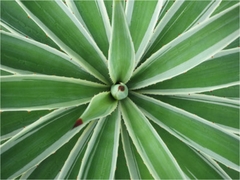 Sisal